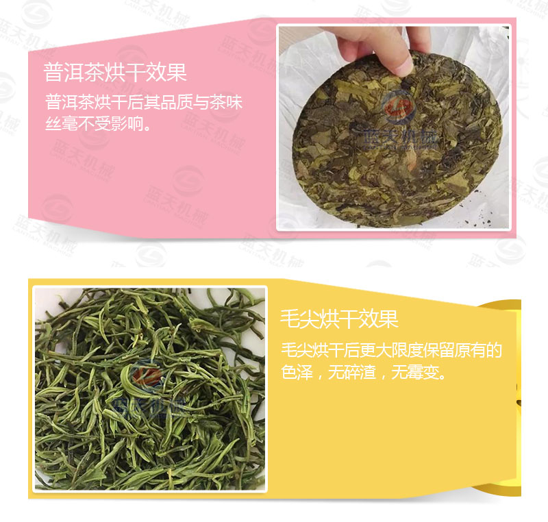 茶葉網(wǎng)帶式烘干機烘干效果